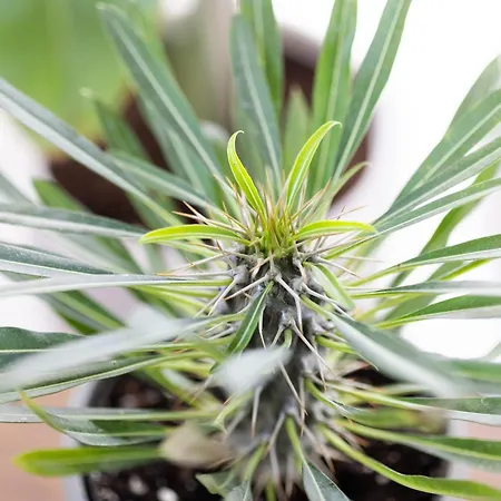 דירה Olive Crete העיירה רתימנו