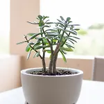 Olive Crete Ретимно (Крит)