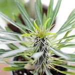 Апартаменти Olive Crete Ретимно (Крит)