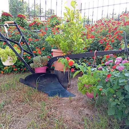 Apartment Olive Crete Rethymno