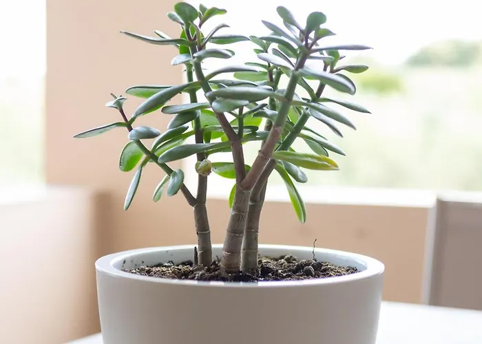 Olive Crete Rethymno