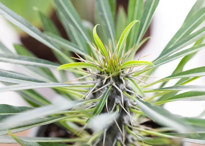 Apartment Olive Crete Rethymno