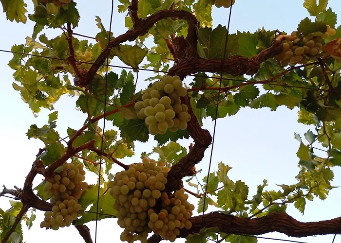 Appartamento Olive Crete *