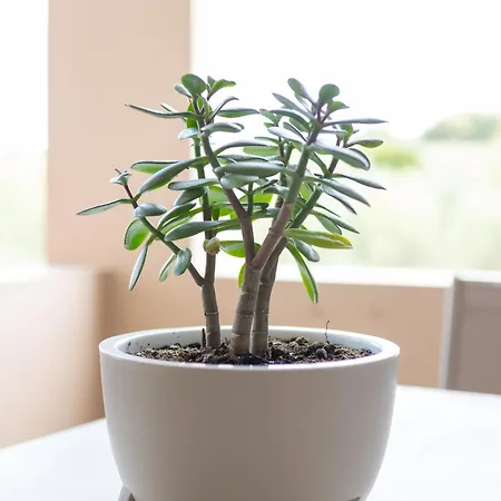 Olive Crete Retimno