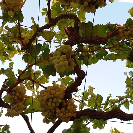 Apartament Olive Crete *